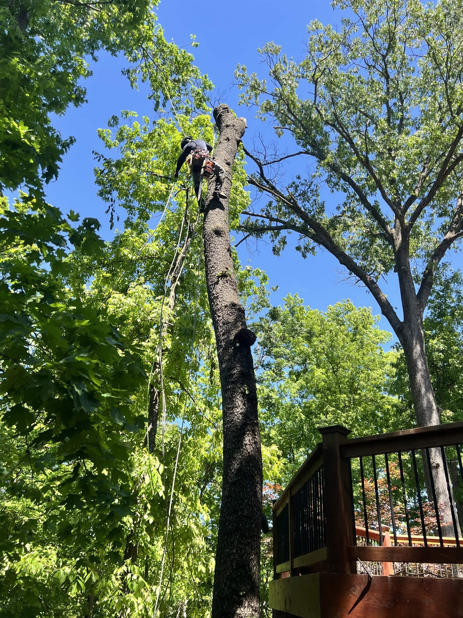 Roped tree-service climber performing sectional tree removal near a residential deck